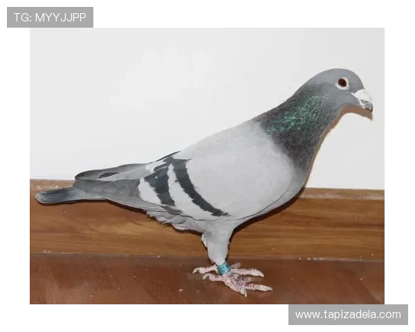 访问ag一飞冲天官网官方商城，购买专属飞行装备与周边商品